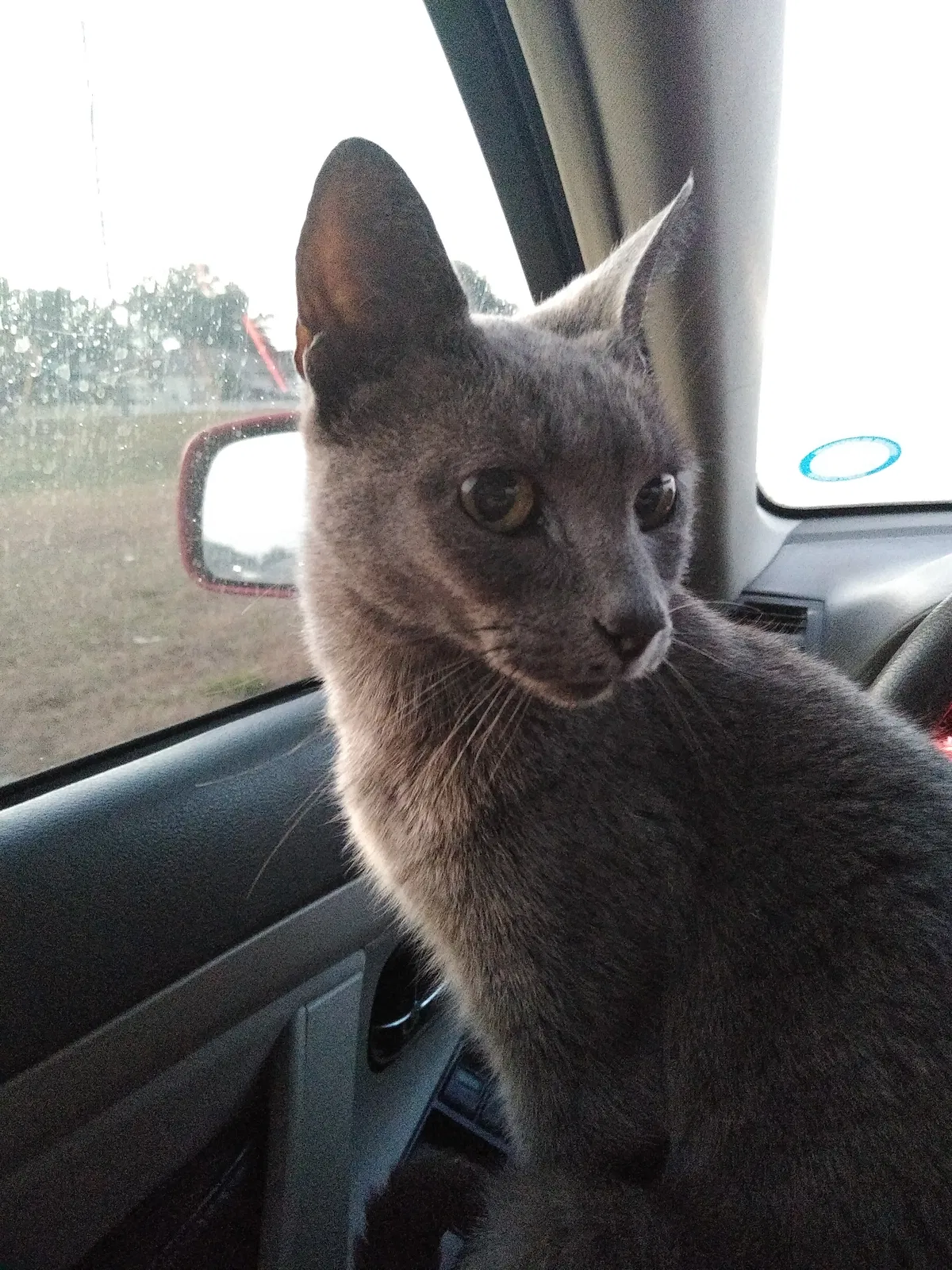 Lost cat in Lakeland, FL, 33801