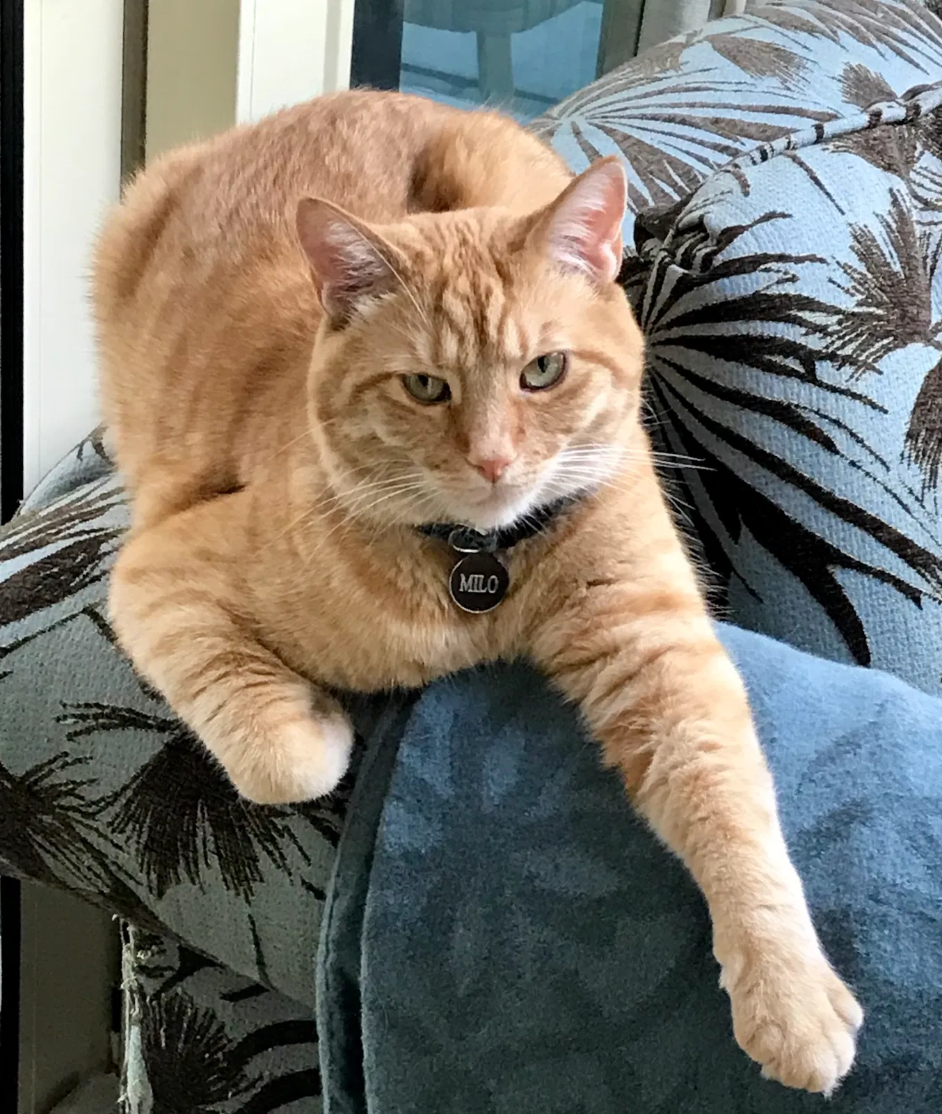 Lost cat in Beachwood, OH, 44122
