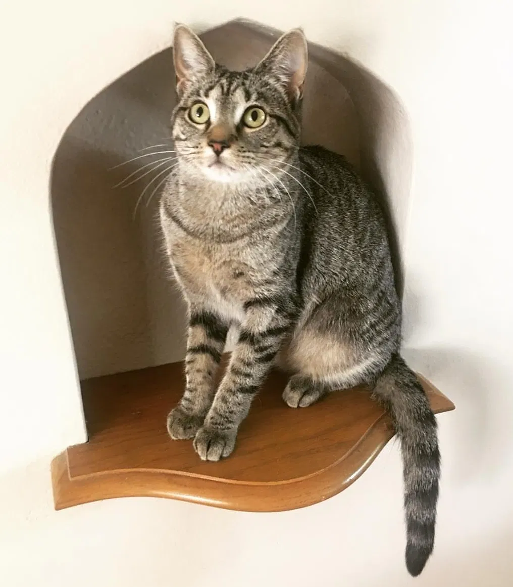 Lost cat in Minneapolis, MN, 55412