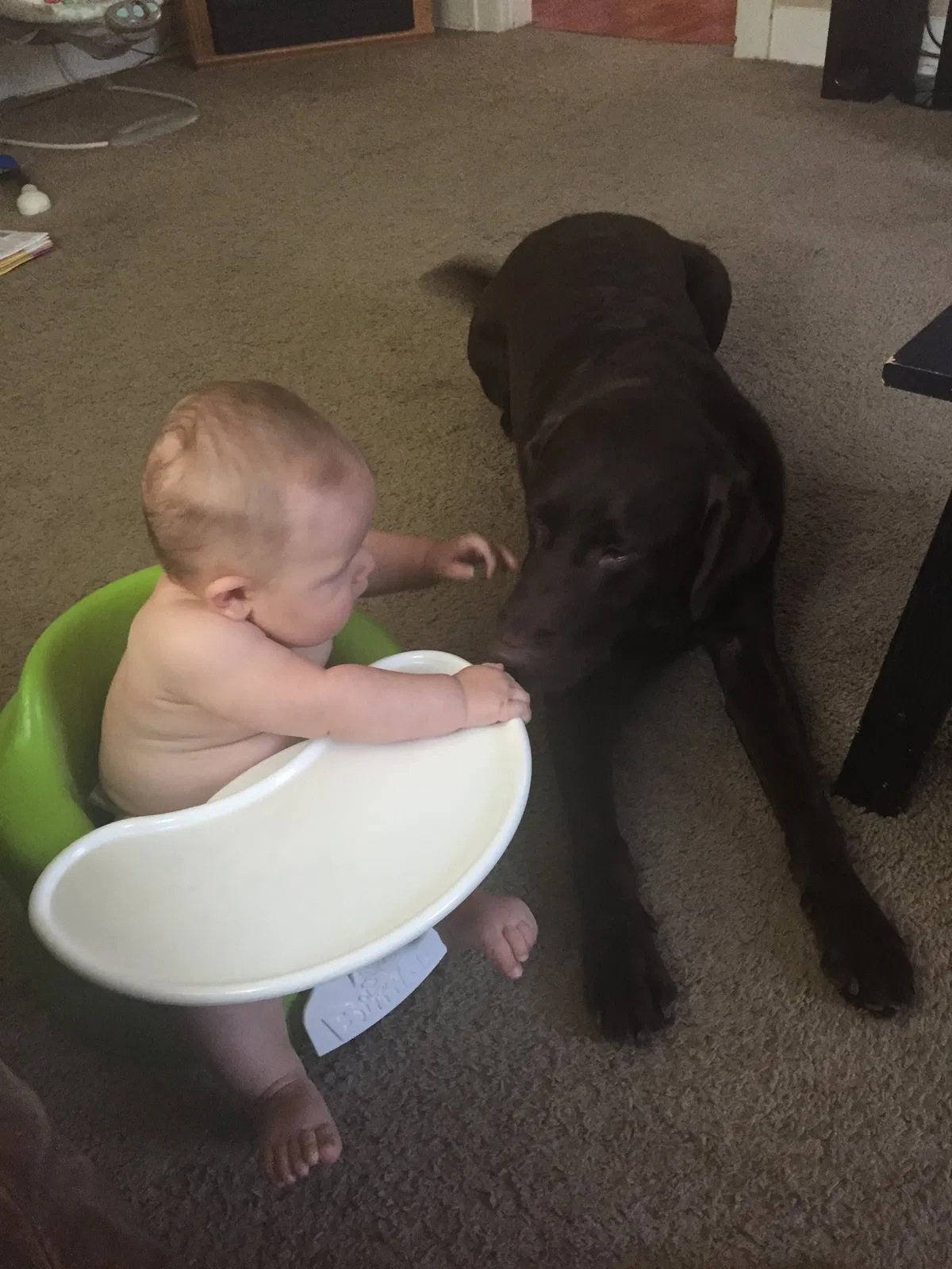 Lost dog in New Market, TN, 37820