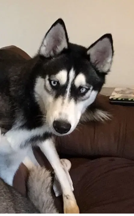 Lost dog in Richmond, MO, 64085