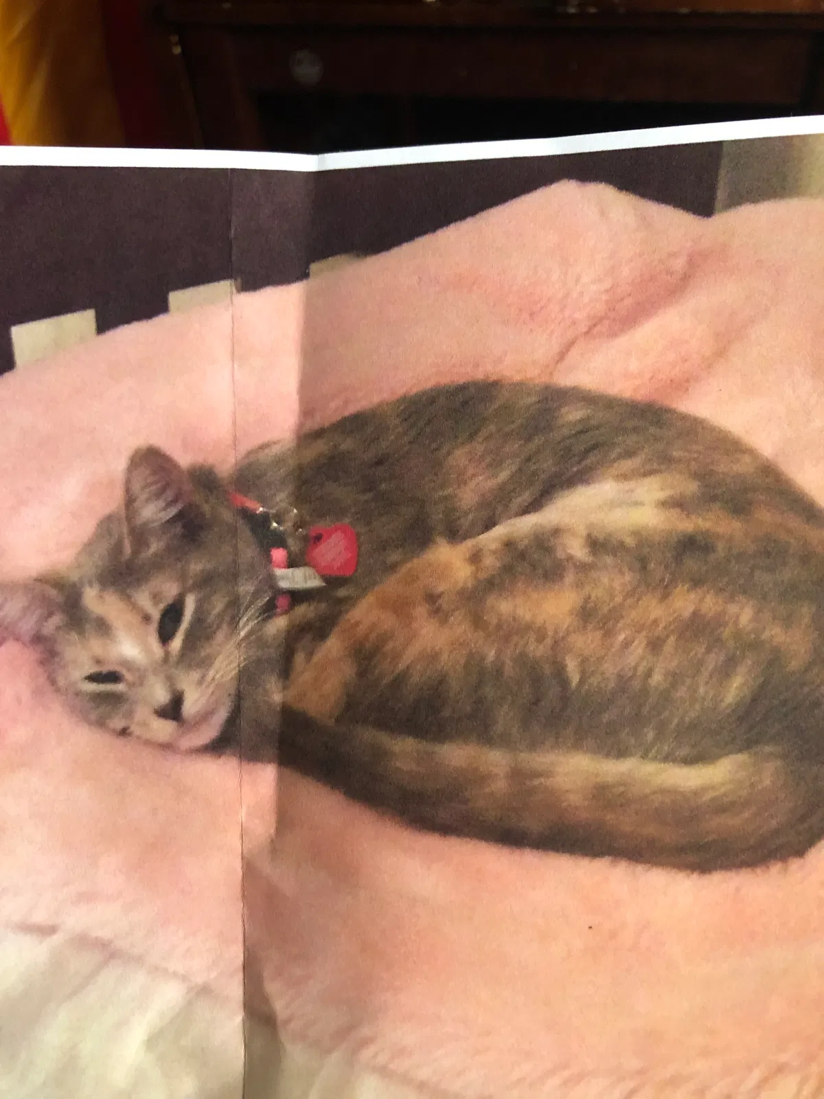 Lost cat in Corpus Christi, TX, 78410
