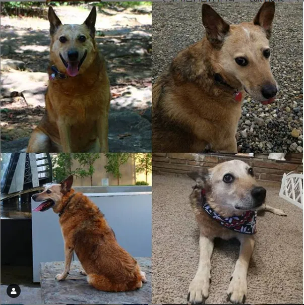 Lost dog in Ramona, OK, 74061