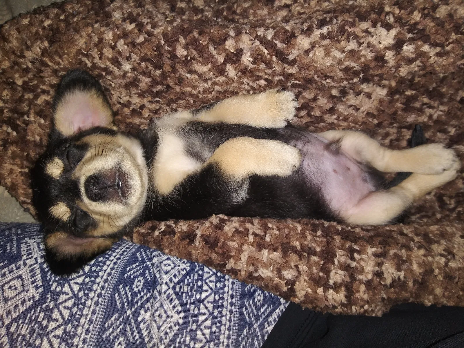 Lost dog in Colorado Springs, CO, 80909