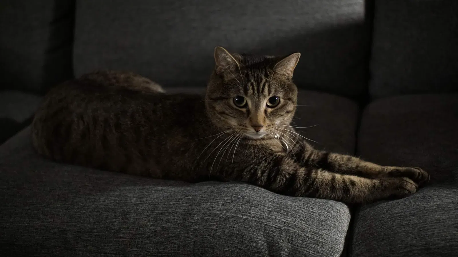 Lost cat in Cottage Grove, MN, 55016
