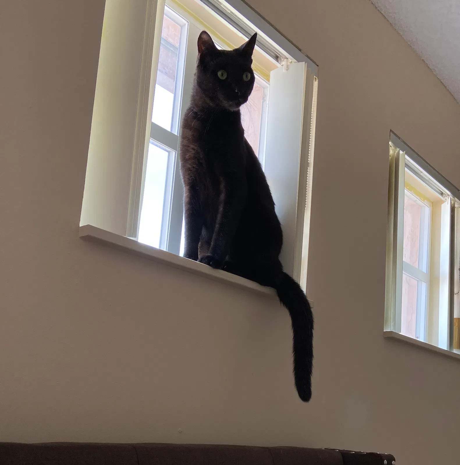 Lost cat in Miami, FL, 33185