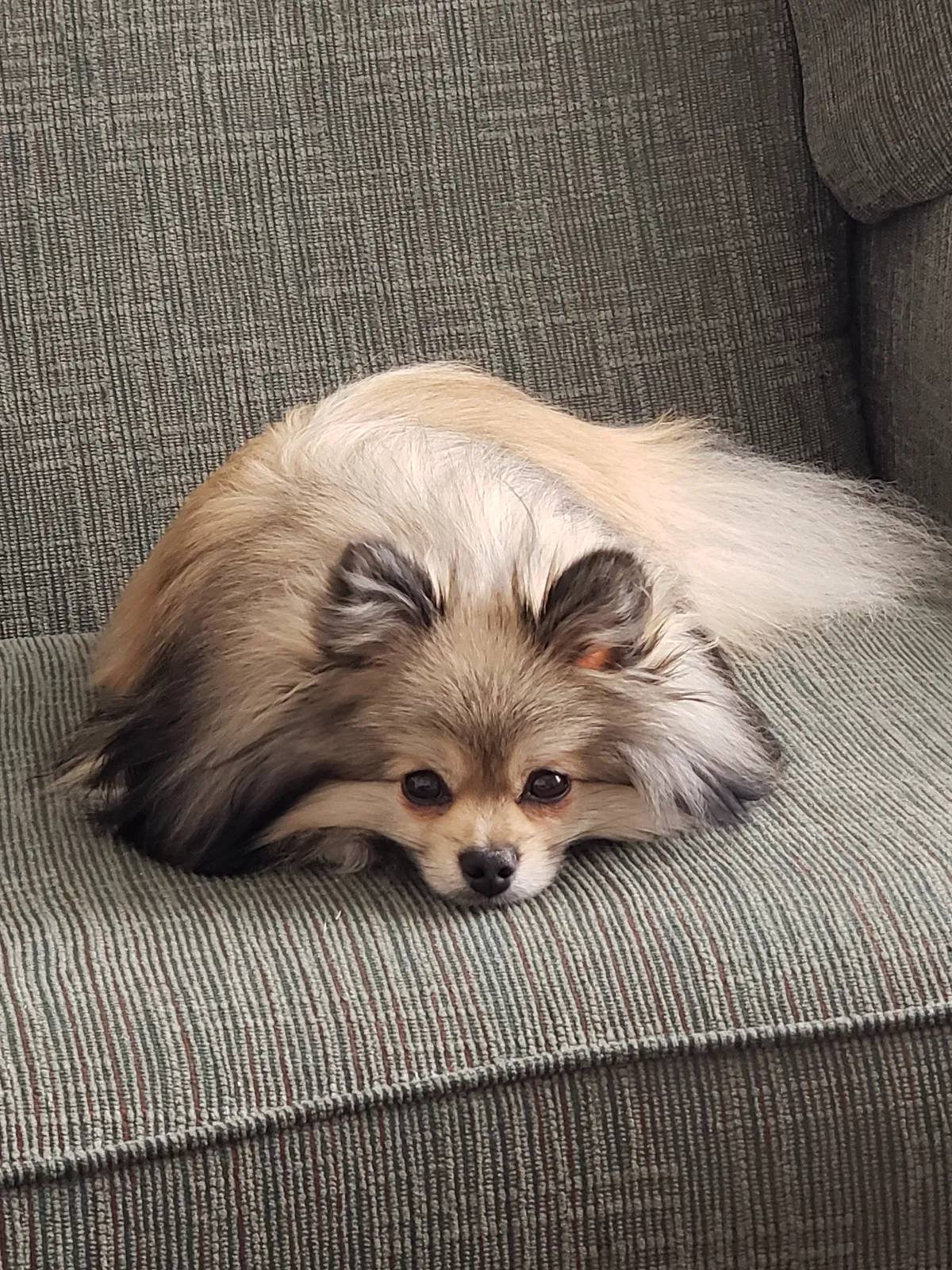 Lost dog in Richmond, VA, 23222