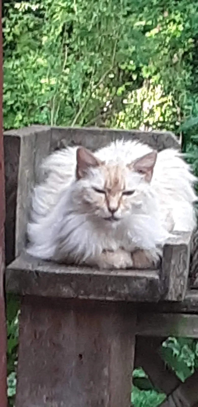 Lost cat in Morganton, NC, 28655