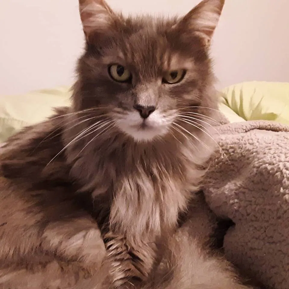 Lost cat in Buford, GA, 30519