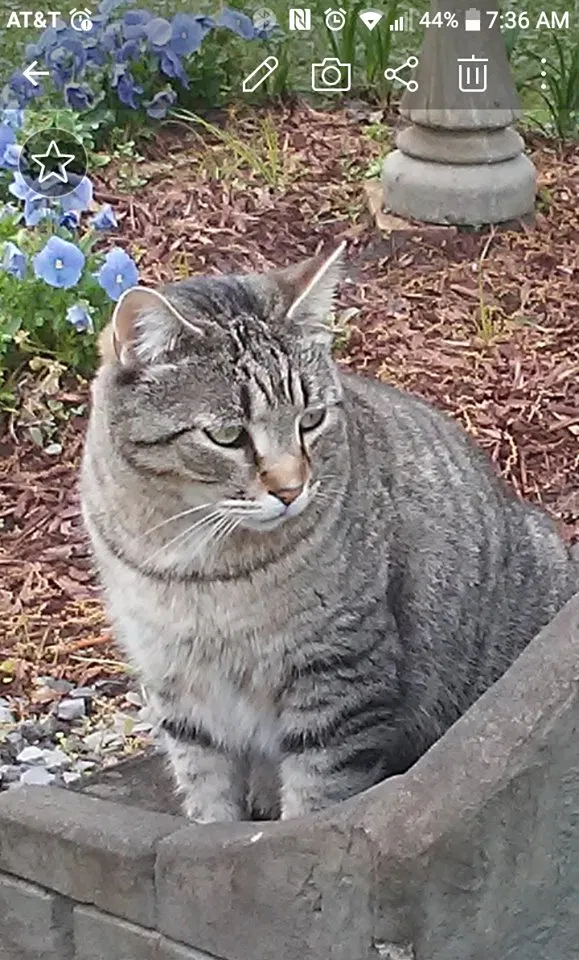 Lost cat in Geismar, LA, 70734