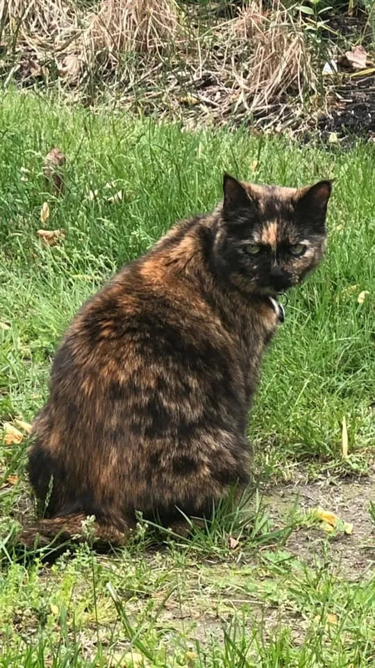 Lost cat in Vineland, NJ, 8360