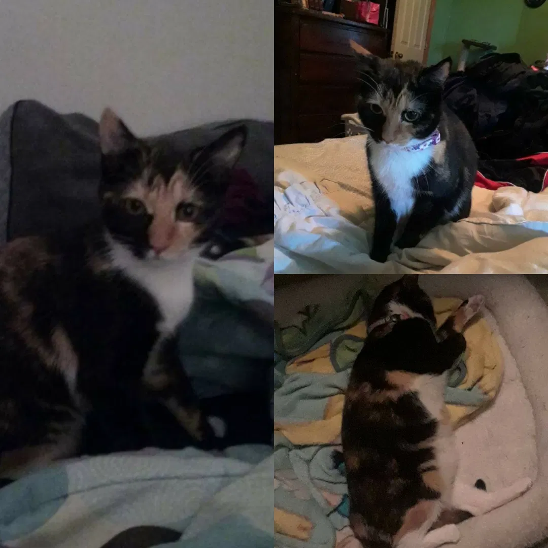 Lost cat in Gastonia, NC, 28054