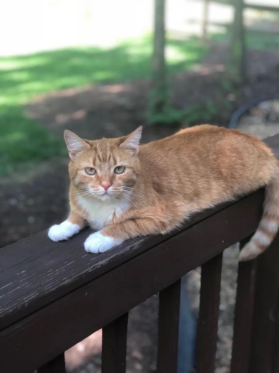 Lost cat in Chesterfield, VA, 23832