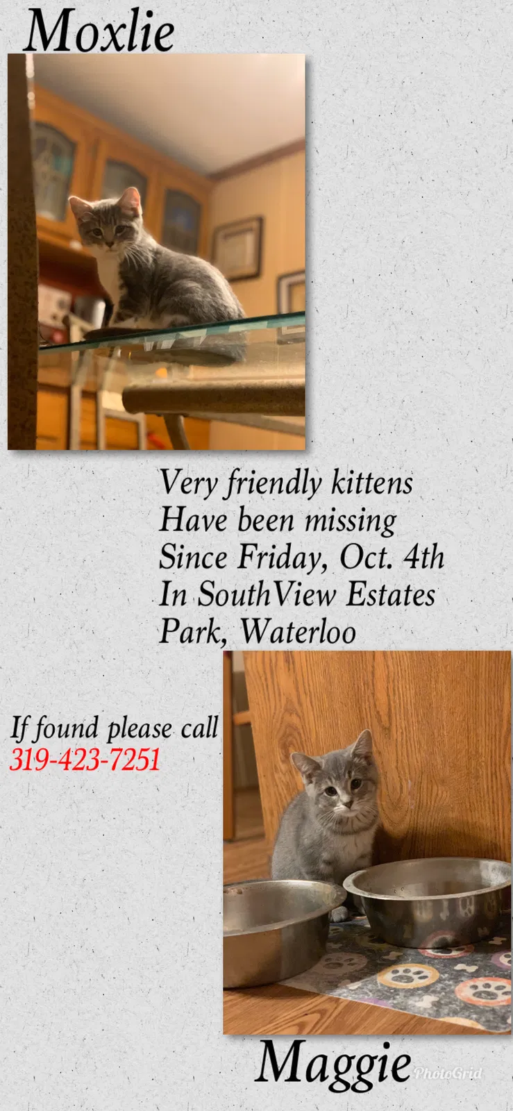 Lost cat in Waterloo, IA, 50701