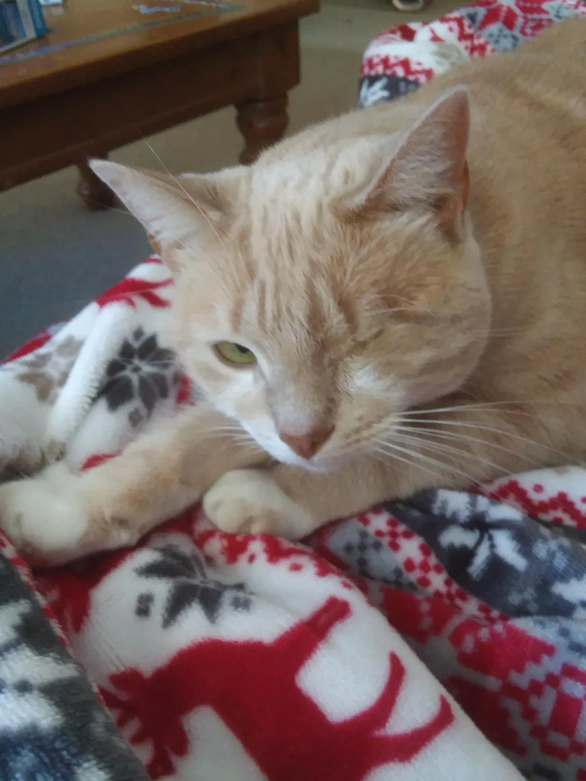 Lost cat in Tonawanda, NY, 14150