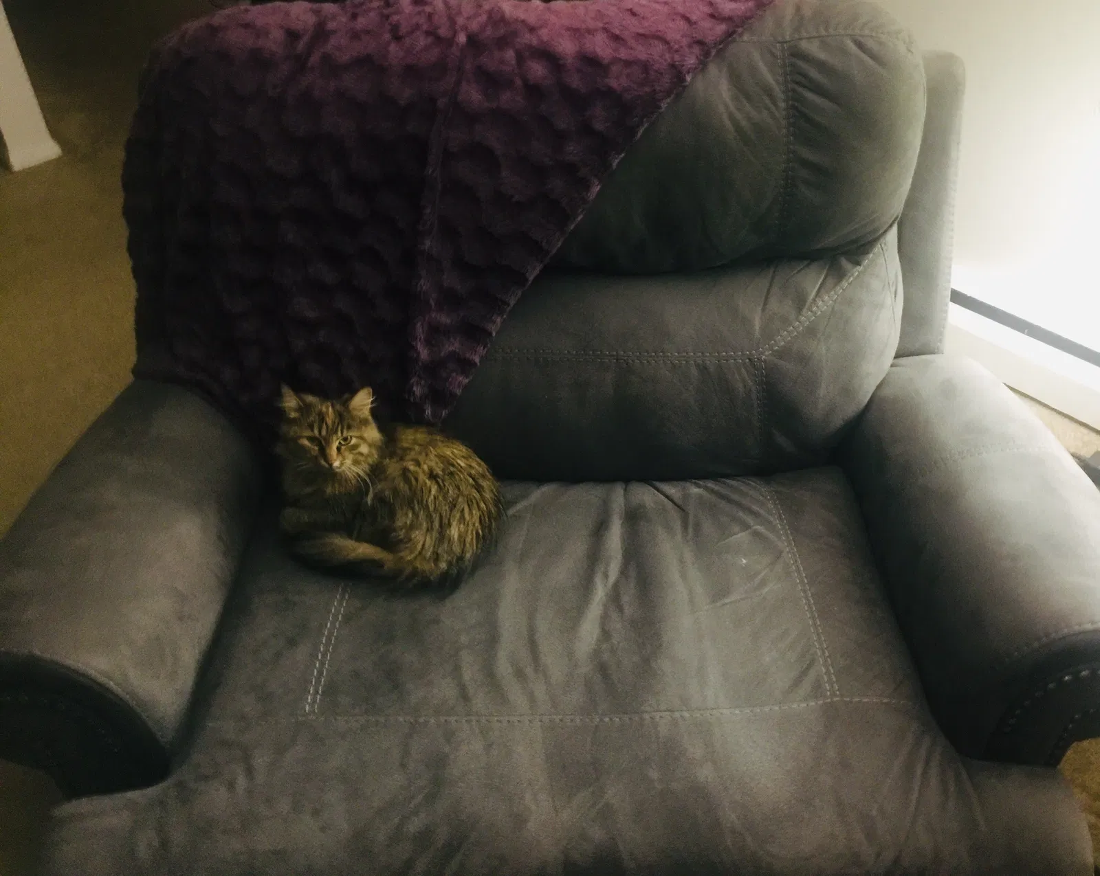 Lost cat in Milwaukee, WI, 53227