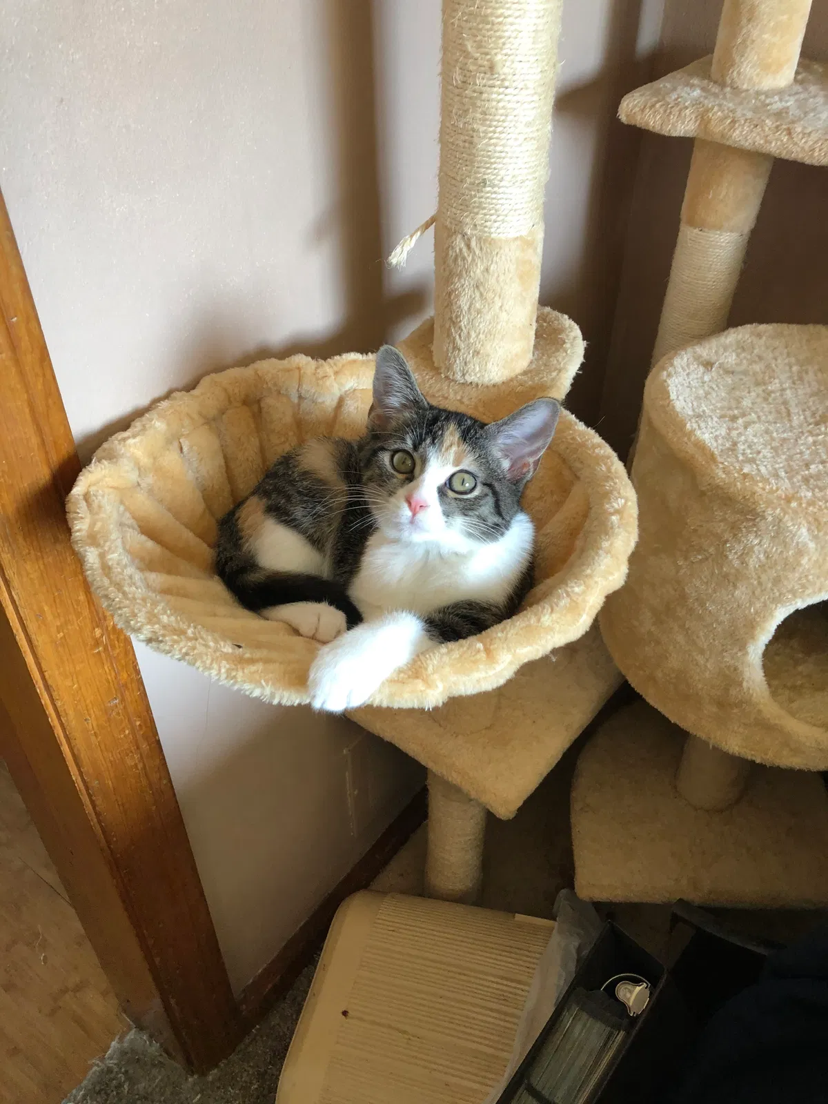 Lost cat in Rossford, OH, 43460