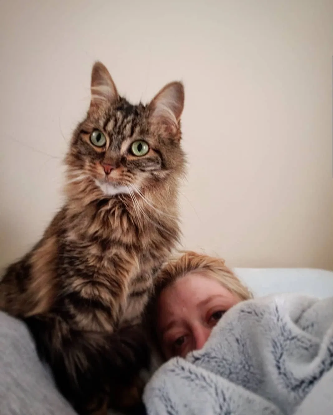 Lost cat in Columbus, OH, 43212