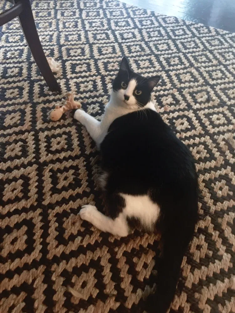 Lost cat in Fort Mill, SC, 29708