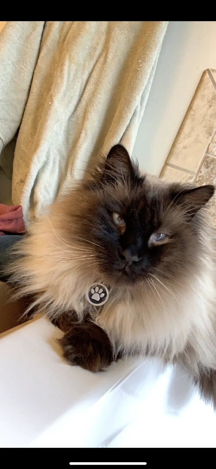 Lost cat in North Salt Lake, UT, 84054