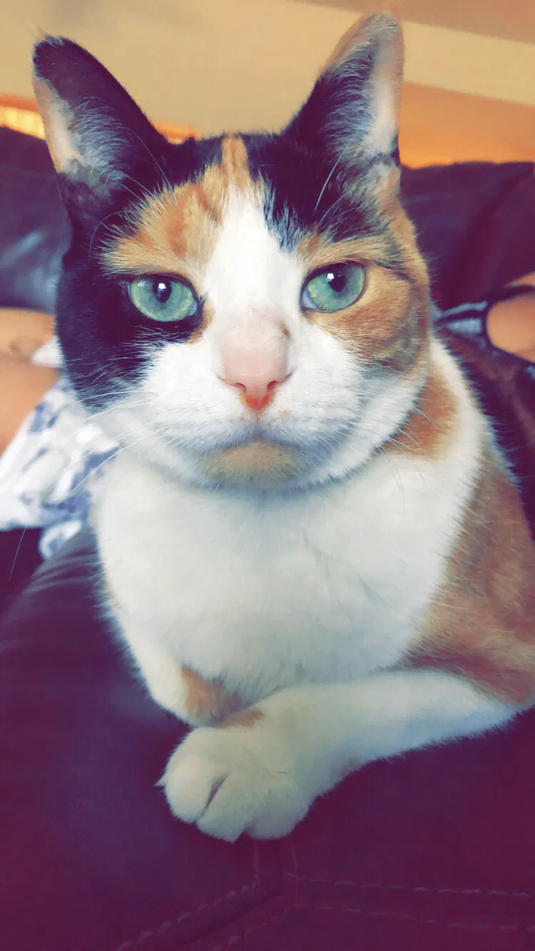 Lost cat in Tempe, AZ, 85281