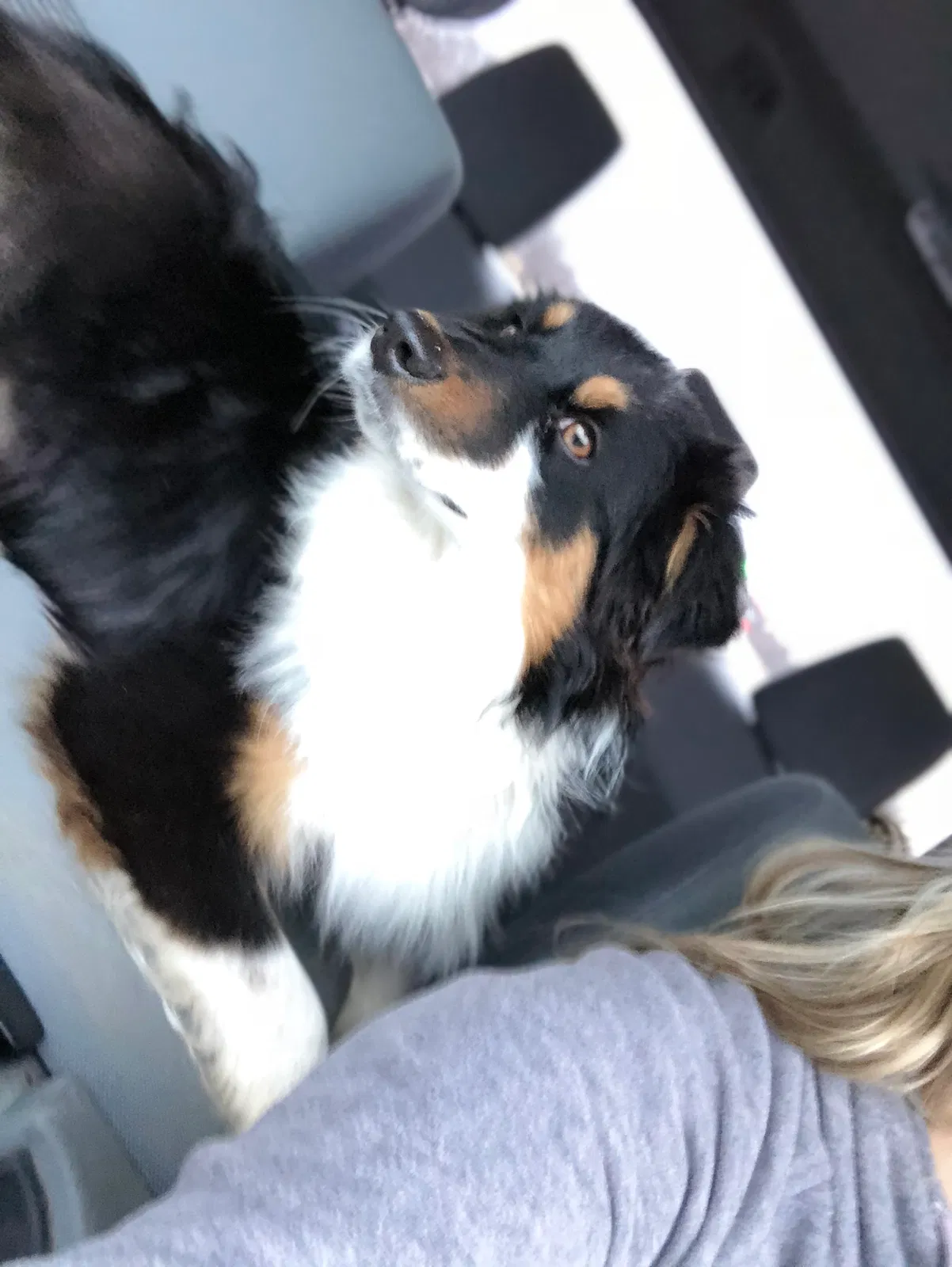 Lost dog in Waco, TX, 76705