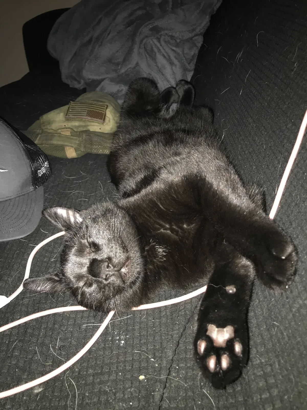 Lost cat in Myrtle Beach, SC, 29579