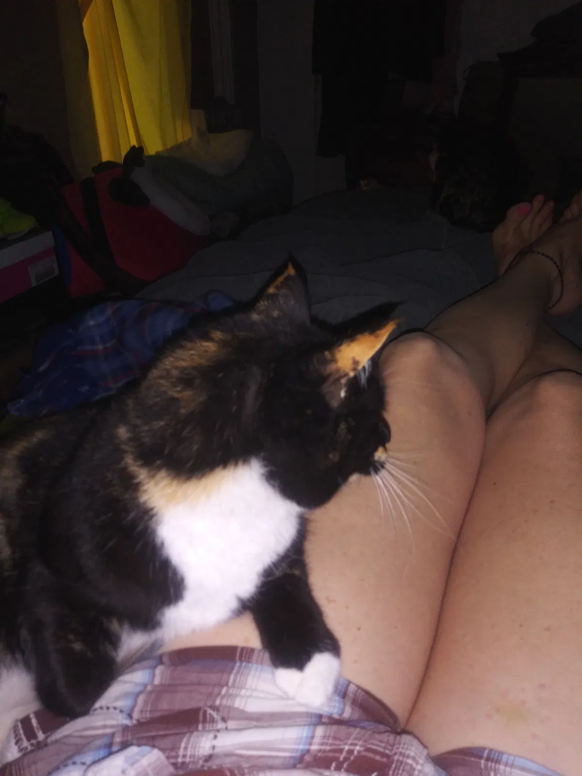 Lost cat in Spokane, WA, 99207