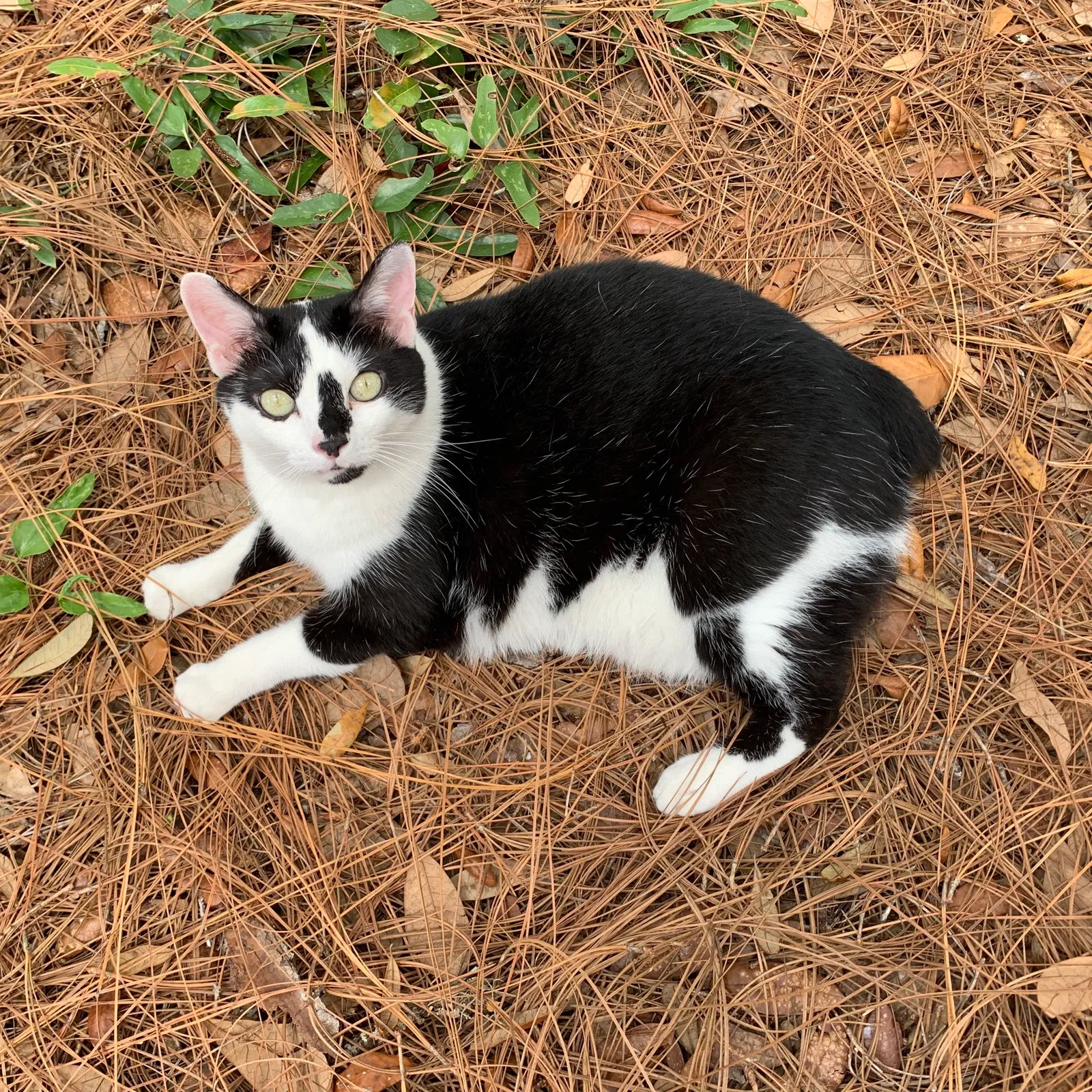 Lost cat in Hudson, FL, 34667
