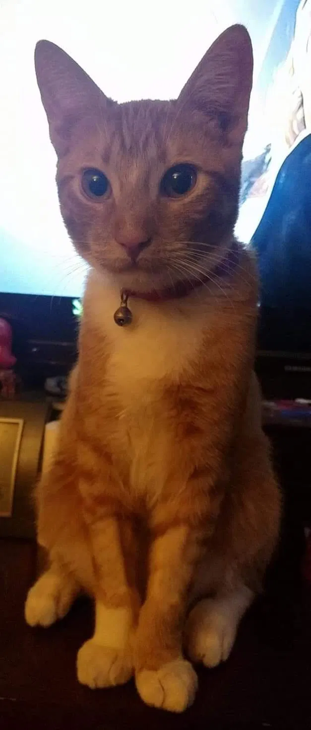 Lost cat in Gilroy, CA, 95020