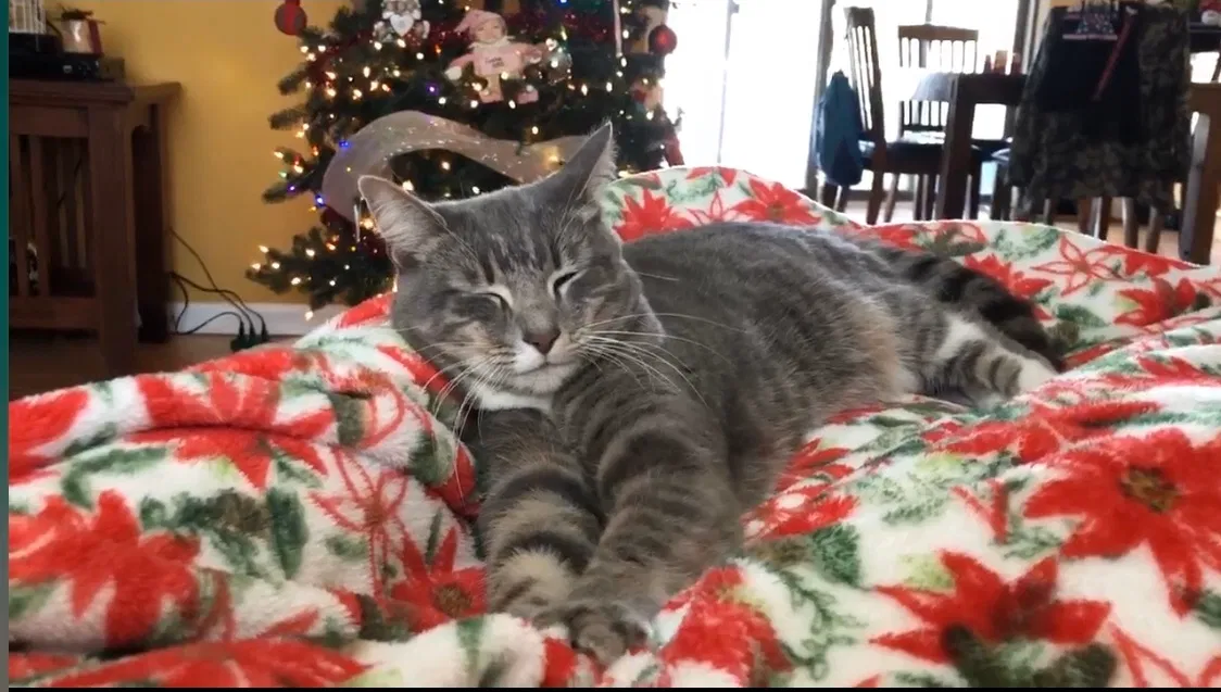 Lost cat in Stafford, VA, 22554