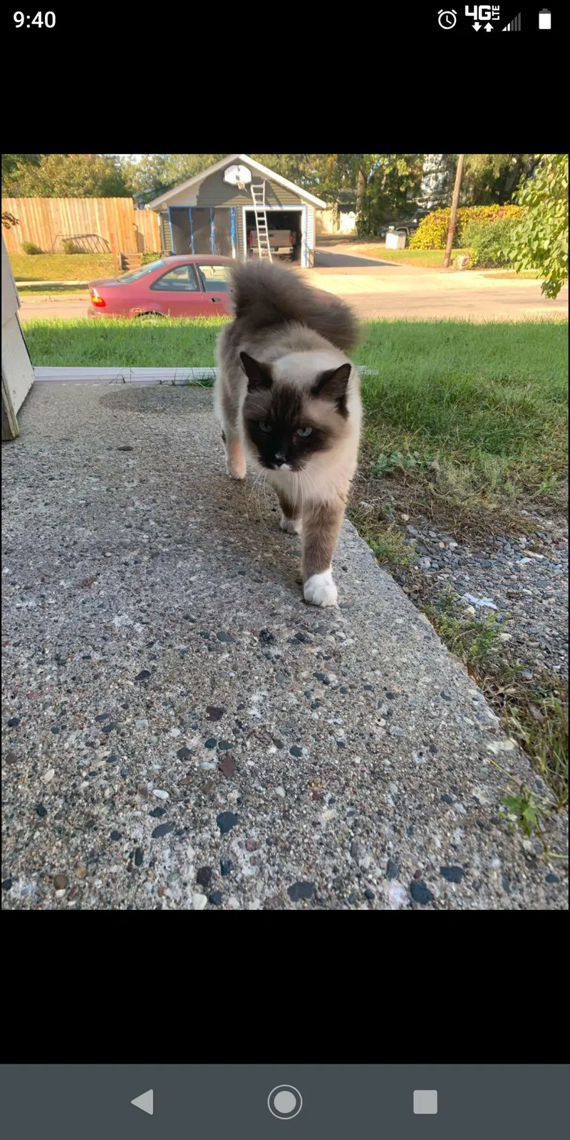 Lost cat in Saint Cloud, MN, 56303