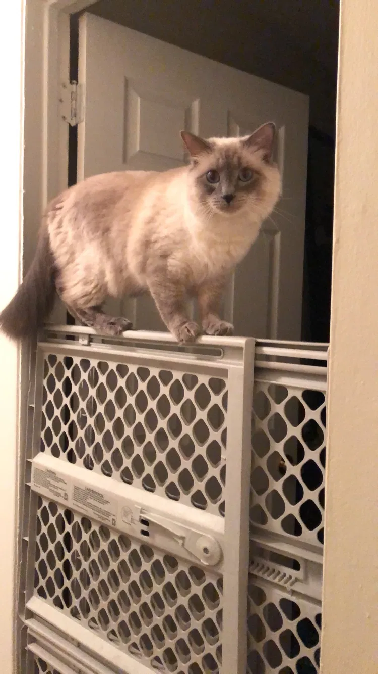 Lost cat in Maybrook, NY, 12543