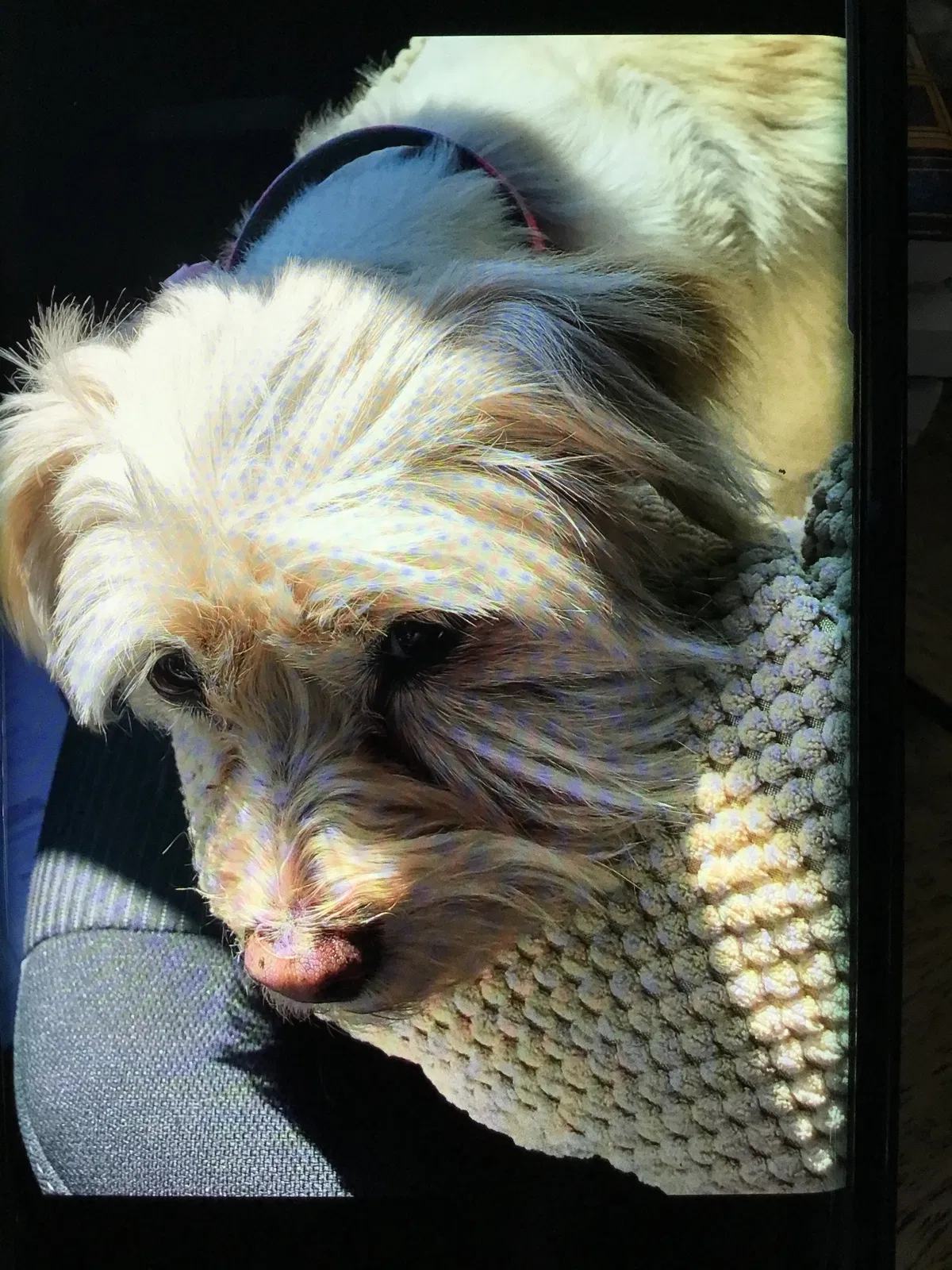 Lost dog in Phoenix, AZ, 85016