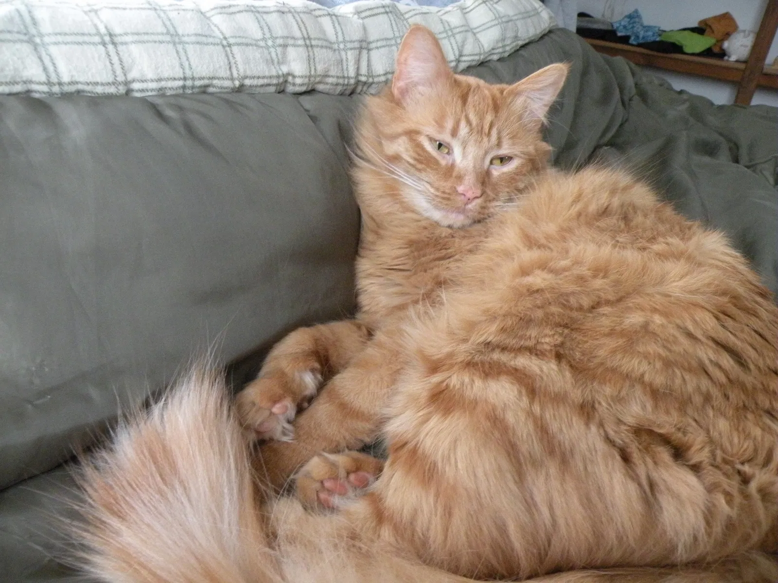 Lost cat in Mauston, WI, 53948