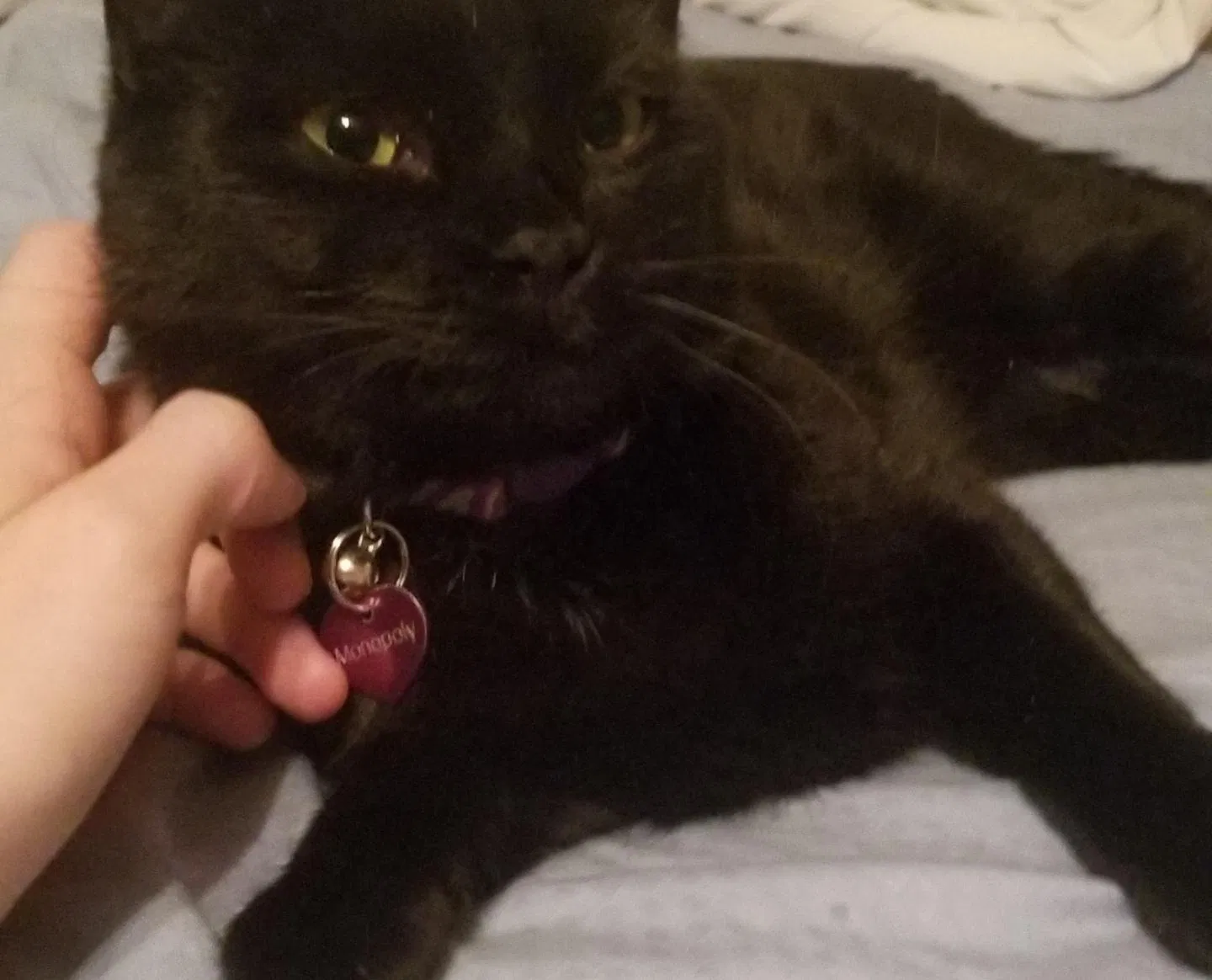 Lost cat in Hopkins, MN, 55343