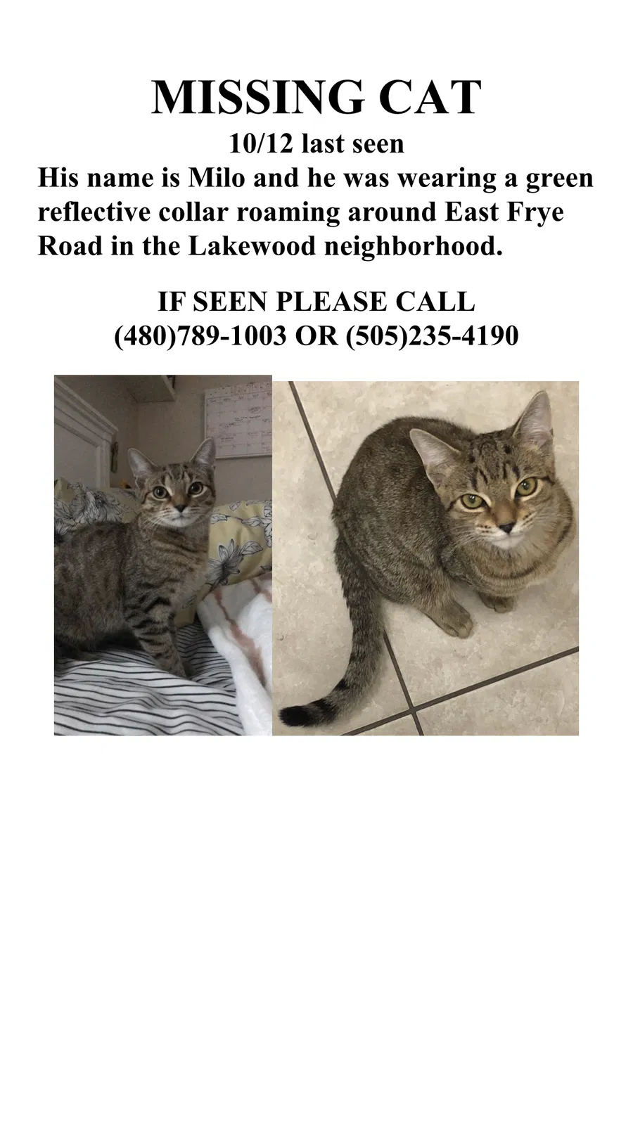 Lost cat in Phoenix, AZ, 85048