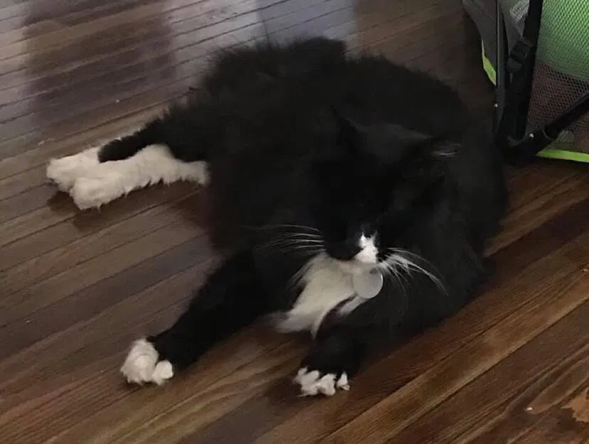 Lost cat in Altadena, CA, 91001
