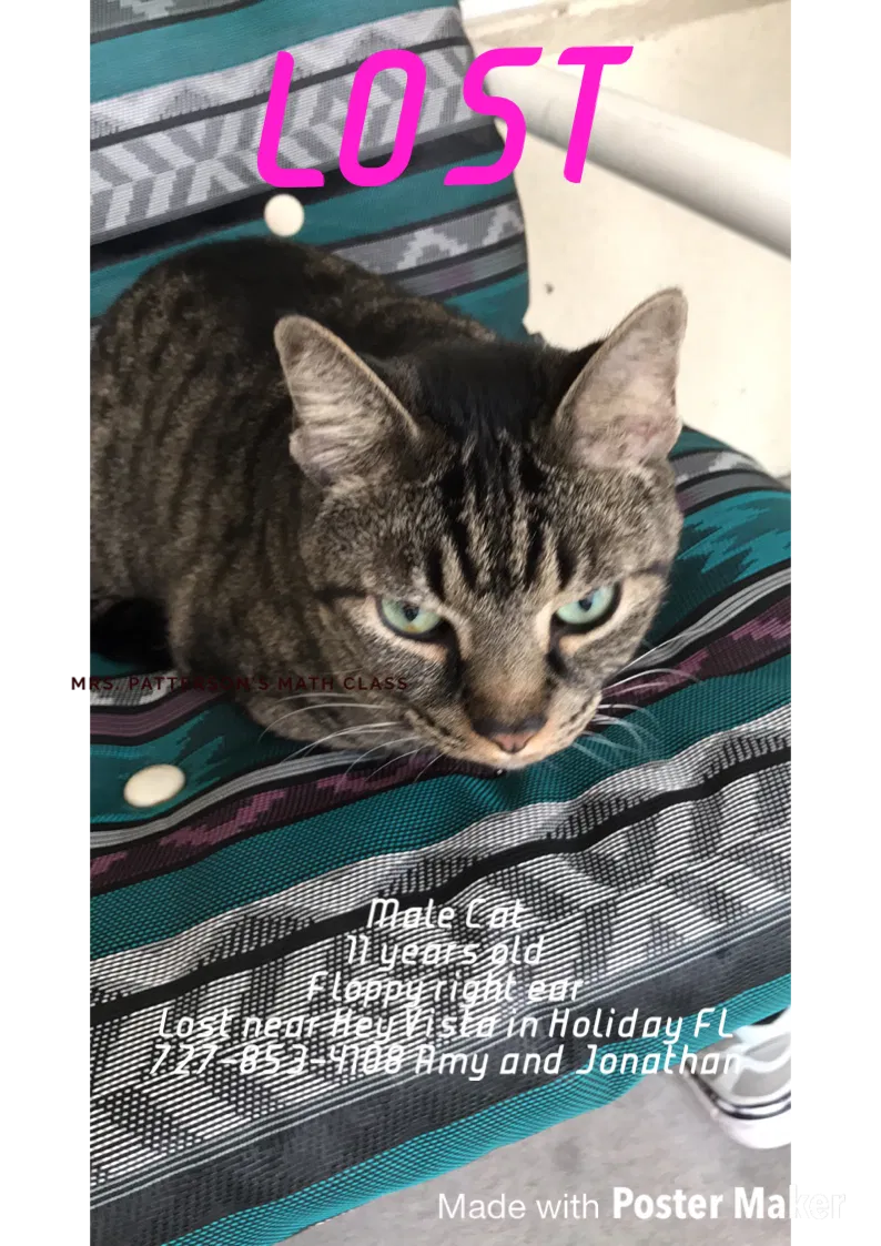 Lost cat in Holiday, FL, 34691