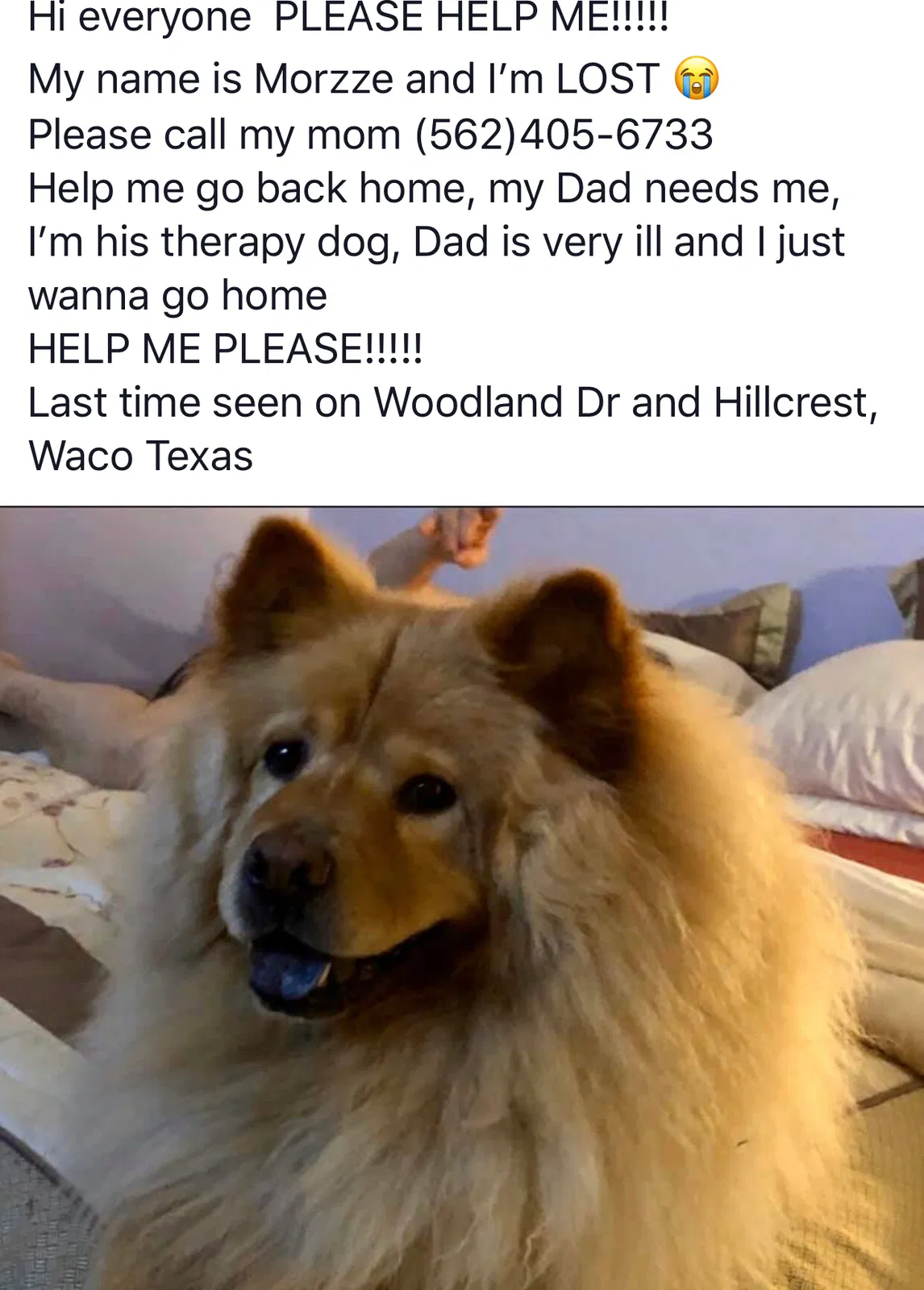Lost dog in Waco, TX, 76710
