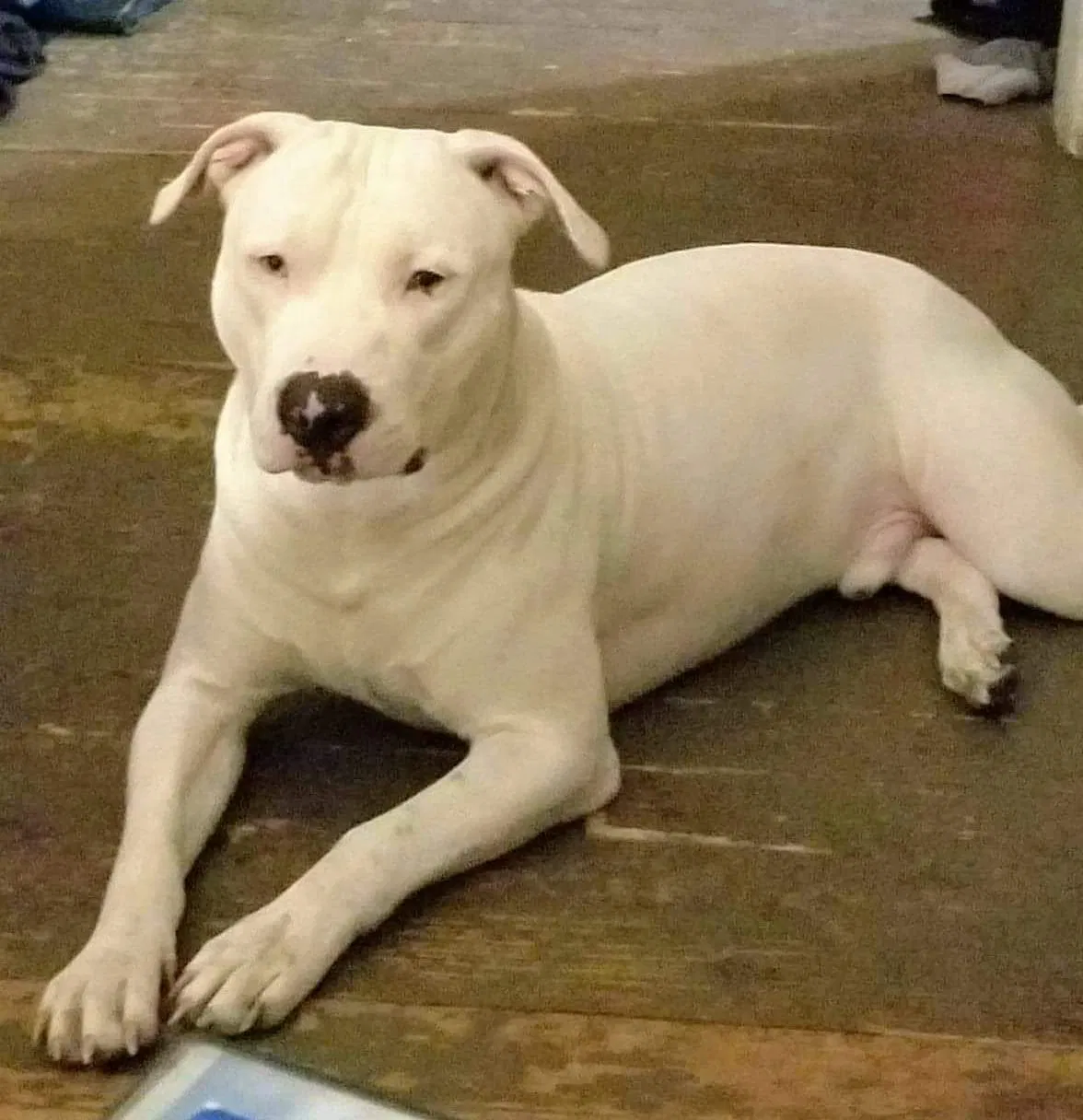 Lost dog in Marion, OH, 43302