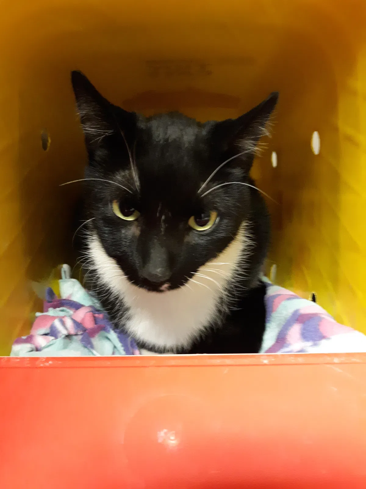 Lost cat in Unknown, MN, 55272