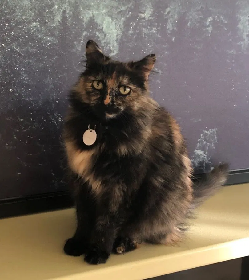 Lost cat in Eugene, OR, 97401