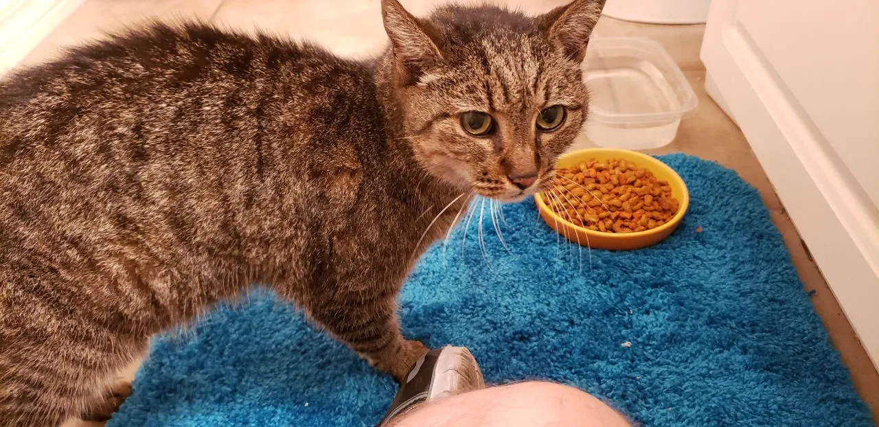 Found cat in Santa Rosa Beach, FL, 32459