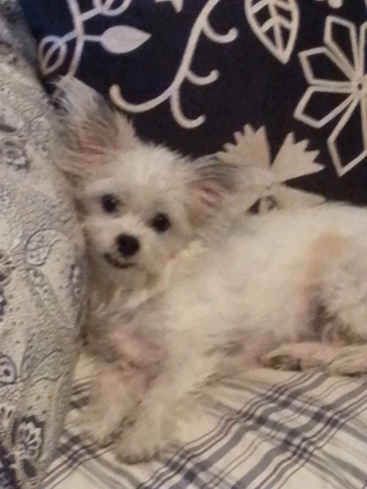 Lost dog in Tucson, AZ, 85730