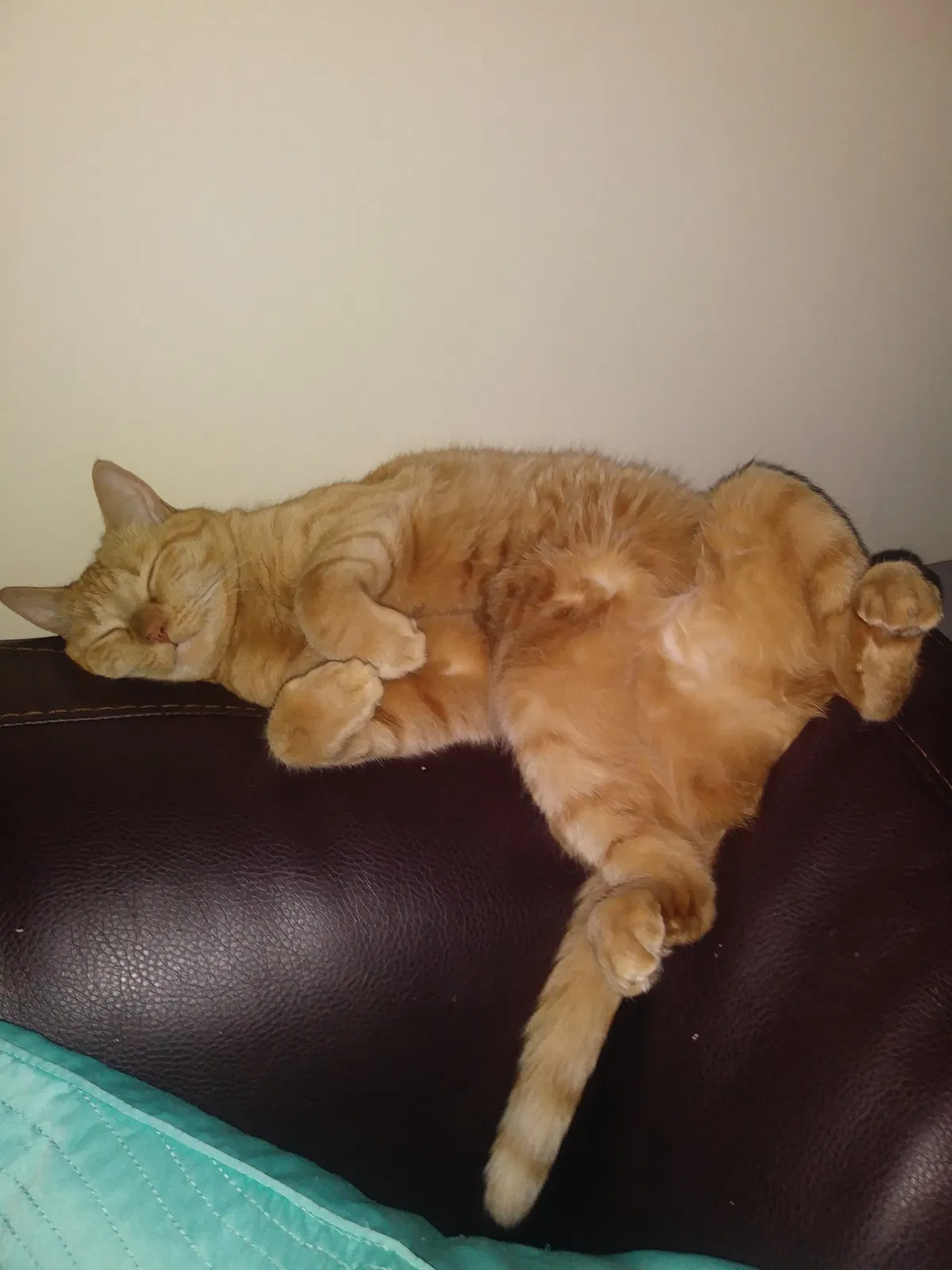 Lost cat in El Cajon, CA, 92021