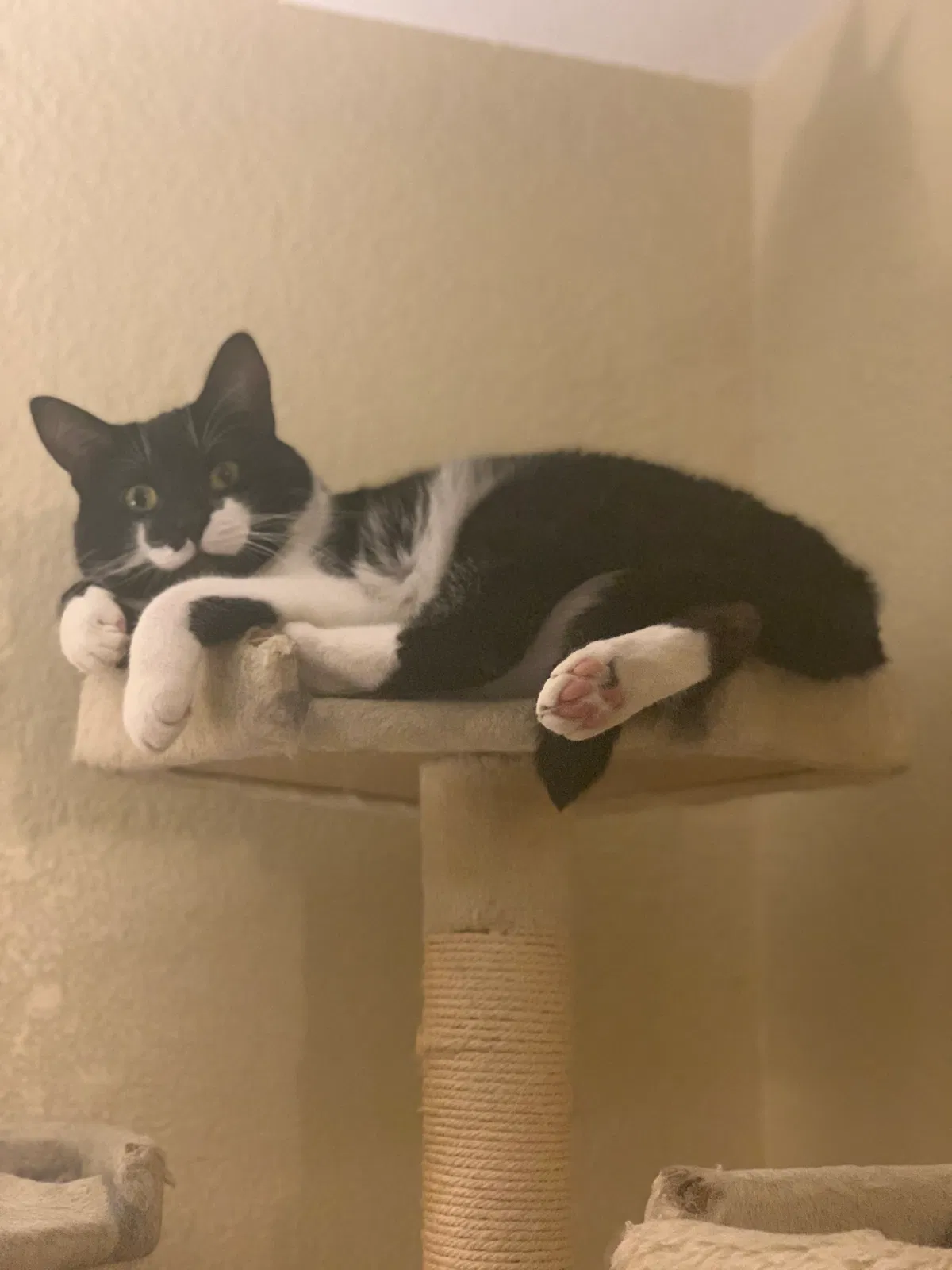 Lost cat in Edmonds, WA, 98020