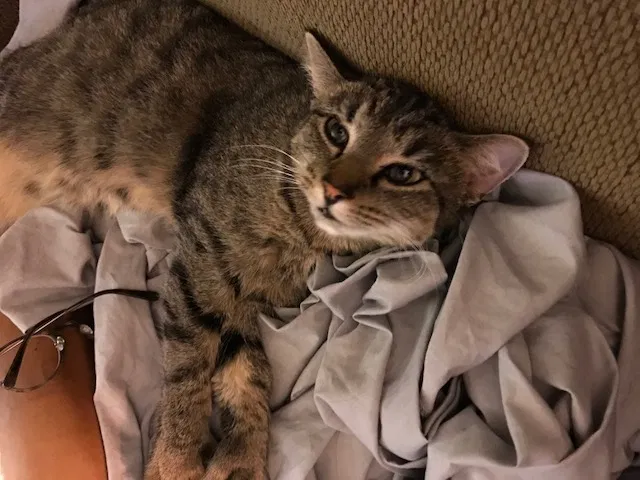 Lost cat in Charlotte, NC, 28211