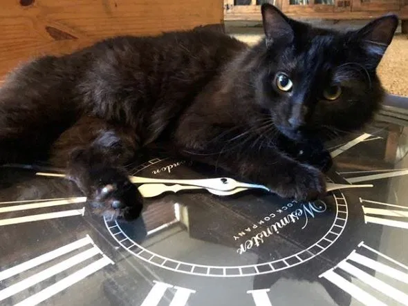 Lost cat in Hewitt, TX, 76643