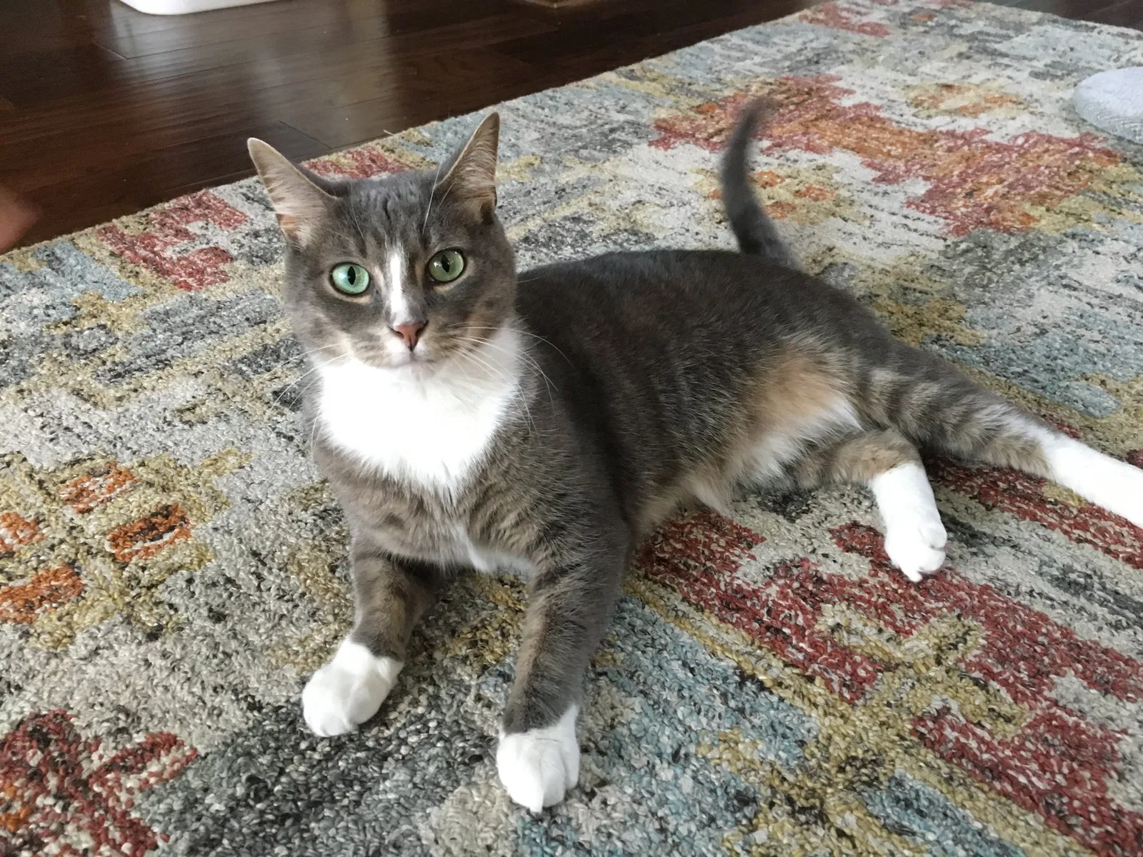 Lost cat in Katy, TX, 77450